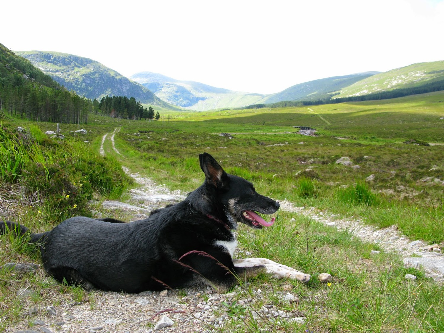 Looking back up to the Bealach with Coire an Achaidh on the left.